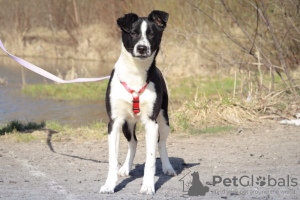 Foto №1. mischlingshund - zum Verkauf in der Stadt Москва | Frei | Ankündigung № 72053