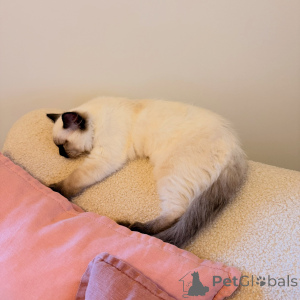 Foto №3. Reinrassige Ragdoll-Kätzchen zum Verkauf, Premium-Stammbaum und liebevolle. Deutschland