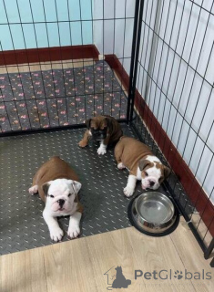 Foto №1. englische bulldogge - zum Verkauf in der Stadt Eskilstuna | verhandelt | Ankündigung № 169797