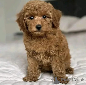 Foto №1. pudel (toy) - zum Verkauf in der Stadt Warschau | verhandelt | Ankündigung № 163753