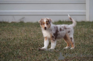 Foto №3. Wunderschöne Australian Shepherd Welpen suchen ein liebevolles Zuhause. Österreich