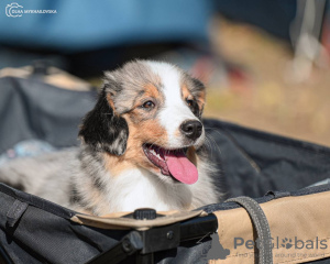 Foto №2 zu Ankündigung № 121526 zu verkaufen  - einkaufen Polen vom kindergarten