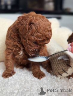 Foto №2 zu Ankündigung № 163753 zu verkaufen pudel (toy) - einkaufen Polen züchter