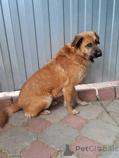 Foto №4. Ich werde verkaufen mischlingshund in der Stadt Moskova. quotient 	ankündigung - preis - Frei