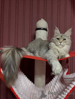 Foto №1. maine-coon-katze - zum Verkauf in der Stadt Doncaster | verhandelt | Ankündigung № 160667