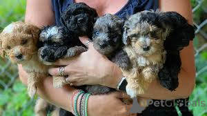 Foto №1. kavapu - zum Verkauf in der Stadt Paris | 700€ | Ankündigung № 166764