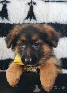 Foto №3. Ankündigung chiot berger deutsch lof. Frankreich