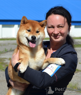 Zusätzliche Fotos: Shiba Inu Welpen mit RKF-Stammbaum