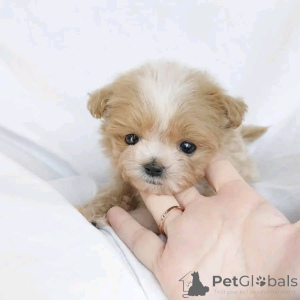 Foto №3. Teetasse Maltipoo Welpen zur Adoption. Deutschland