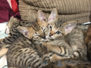 Foto №2 zu Ankündigung № 112156 zu verkaufen savannah-katze - einkaufen USA quotient 	ankündigung