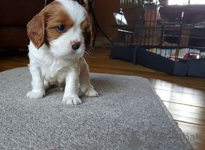 Zusätzliche Fotos: Entzückende Cavalier King Charles Welpen zur kostenlosen Adoption