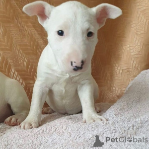 Foto №4. Ich werde verkaufen bullterrier in der Stadt Vilnius. quotient 	ankündigung, züchter - preis - 950€