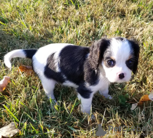 Foto №2 zu Ankündigung № 117319 zu verkaufen cavalier king charles spaniel - einkaufen Deutschland 