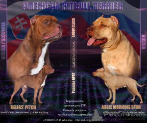 Foto №1. american pit bull terrier - zum Verkauf in der Stadt Москва | 460€ | Ankündigung № 9514