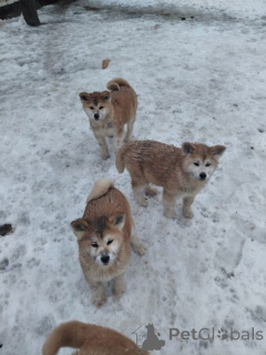 Foto №2 zu Ankündigung № 167677 zu verkaufen amerikanischer akita - einkaufen Deutschland quotient 	ankündigung, züchter