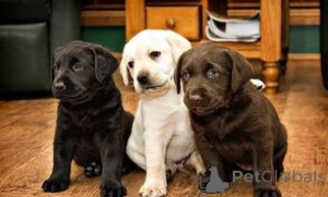 Foto №1. labrador retriever - zum Verkauf in der Stadt OSLO | verhandelt | Ankündigung № 175027