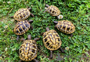 Foto №2 zu Ankündigung № 143771 zu verkaufen  - einkaufen Österreich züchter