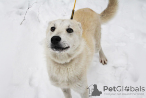 Foto №4. Ich werde verkaufen mischlingshund in der Stadt Minsk. quotient 	ankündigung - preis - Frei