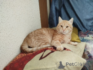 Foto №4. Ich werde verkaufen  in der Stadt Minsk.  - preis - Frei