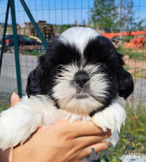 Foto №1. shih tzu - zum Verkauf in der Stadt Limburg | Frei | Ankündigung № 173765