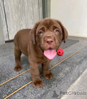 Foto №2 zu Ankündigung № 162689 zu verkaufen  - einkaufen USA 