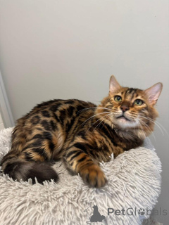 Foto №2 zu Ankündigung № 153281 zu verkaufen bengal katzenrasse - einkaufen Schweden quotient 	ankündigung