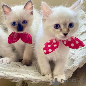 Foto №3. Wunderschöne reine Brot-Ragdoll-Kätzchen fertig . Deutschland