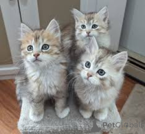 Foto №2 zu Ankündigung № 170883 zu verkaufen norwegische waldkatze - einkaufen Finnland quotient 	ankündigung, züchter