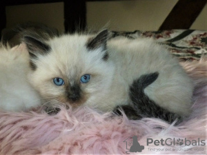 Foto №4. Ich werde verkaufen ragdoll-katze in der Stadt Ferrol. quotient 	ankündigung, züchter - preis - 380€