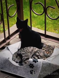 Foto №4. Ich werde verkaufen  in der Stadt Moskwa. quotient 	ankündigung - preis - Frei