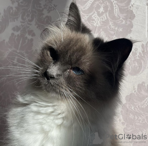 Foto №4. Ich werde verkaufen ragdoll-katze in der Stadt München. quotient 	ankündigung, vom kindergarten, züchter - preis - 255€