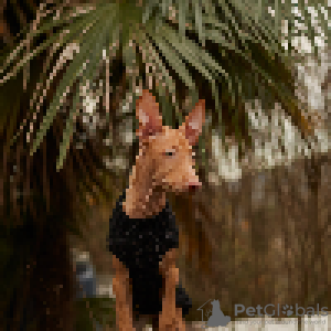 Foto №1. pharaonenhund - zum Verkauf in der Stadt Видміни | 500€ | Ankündigung № 94368