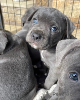 Foto №2 zu Ankündigung № 178141 zu verkaufen staffordshire bull terrier - einkaufen Frankreich züchter