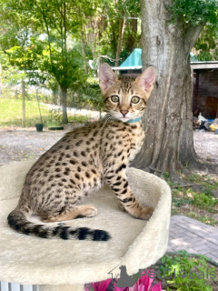 Foto №1. sibirische katze - zum Verkauf in der Stadt Brüssel | 250€ | Ankündigung № 116706