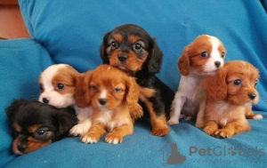 Foto №2 zu Ankündigung № 75565 zu verkaufen cavalier king charles spaniel - einkaufen Großbritannien quotient 	ankündigung