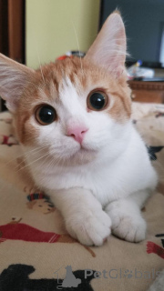 Foto №1. türkisch van - zum Verkauf in der Stadt Aizlenten | 400€ | Ankündigung № 157792