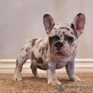 Foto №1. französische bulldogge - zum Verkauf in der Stadt Rennes | 500€ | Ankündigung № 11632