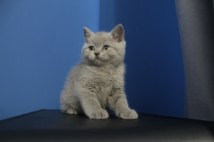 Foto №3. Der Zwinger der britischen Katzen freut sich, Kätzchen lila und blau anbieten zu. Polen