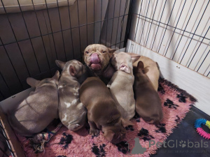 Foto №2 zu Ankündigung № 160264 zu verkaufen französische bulldogge - einkaufen USA quotient 	ankündigung