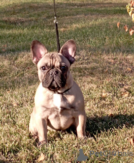 Foto №1. französische bulldogge - zum Verkauf in der Stadt Warschau | 500€ | Ankündigung № 30177