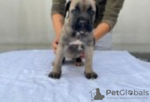 Foto №2 zu Ankündigung № 126913 zu verkaufen cane corso italiano - einkaufen Deutschland quotient 	ankündigung