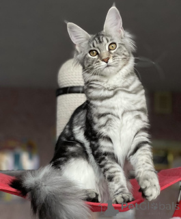 Foto №2 zu Ankündigung № 163190 zu verkaufen maine-coon-katze - einkaufen Deutschland züchter