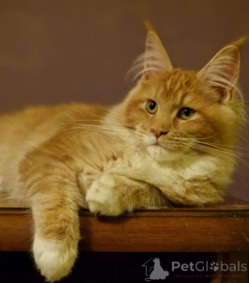 Foto №2 zu Ankündigung № 158077 zu verkaufen maine-coon-katze - einkaufen USA quotient 	ankündigung