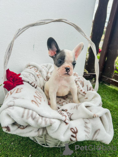 Zusätzliche Fotos: Französische Bulldoggenwelpen