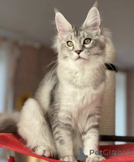 Foto №2 zu Ankündigung № 163661 zu verkaufen maine-coon-katze - einkaufen Deutschland züchter