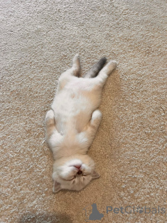 Foto №4. Ich werde verkaufen britisch kurzhaar in der Stadt Straßburg. quotient 	ankündigung - preis - 600€