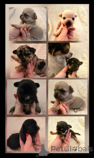 Foto №2 zu Ankündigung № 163892 zu verkaufen chihuahua - einkaufen Serbien züchter
