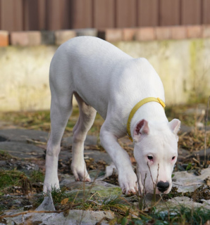 Foto №4. Ich werde verkaufen dogo argentino in der Stadt Moskau. vom kindergarten - preis - Verhandelt