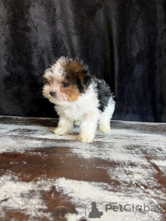 Foto №3. Beaver Yorkshire Terrier Welpen zur Adoption. USA