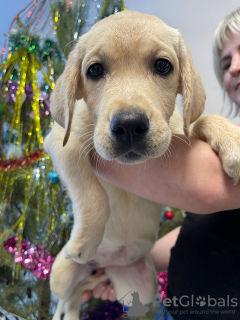 Foto №3. Labbrotes Welpen. Russische Föderation